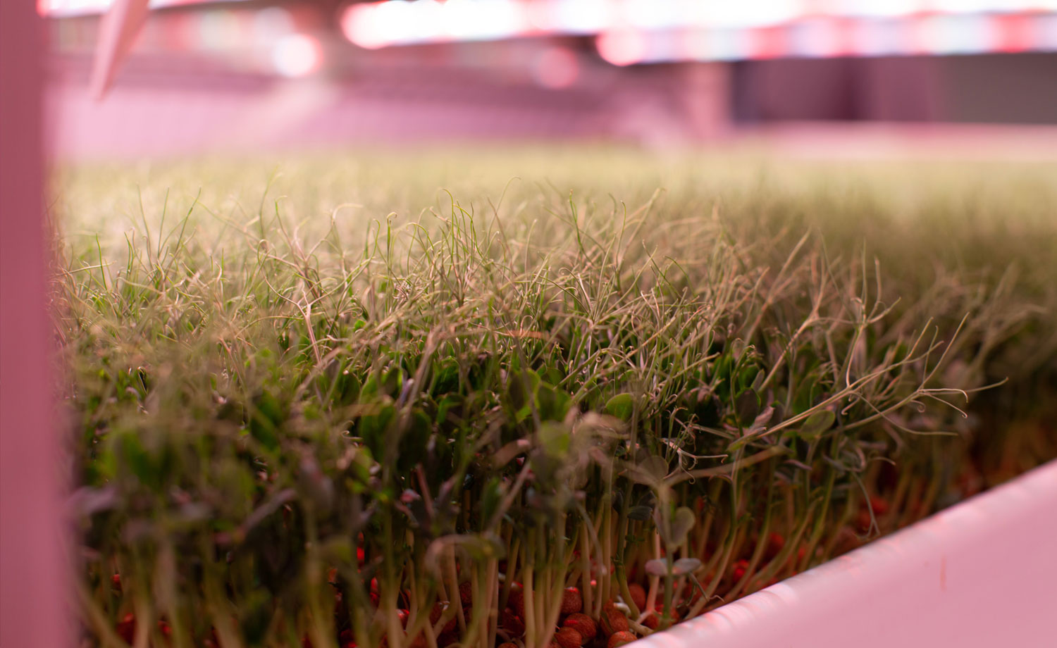 Micro greens being grown under a light